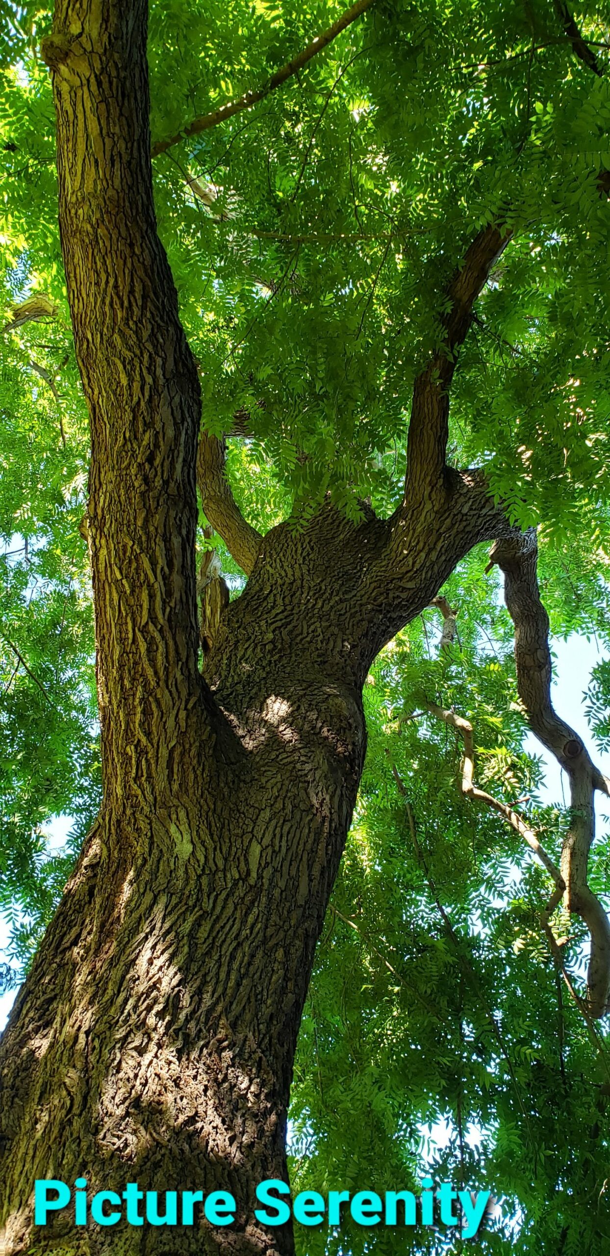 Tall Shade Tree in Summer Picture Serenity Tall Shade Tree in Summer Picture Serenity
